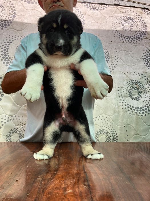 Щенок Туркменского Алабая ( чистокровный )