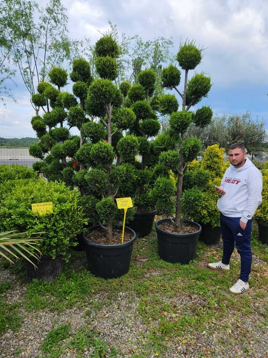 Plante Ornamentale