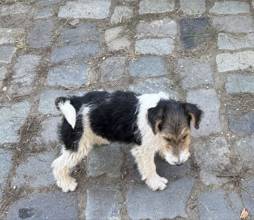 Fox terrier sârmos