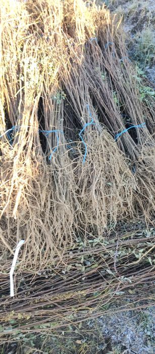 Puieți salcâm frasin fag carpen ulm plop mesteacăn brad molid Tei arin