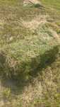 Baloti lucerna C1,C2 min40.Drept 500 sau fan.La TIR"RO UE Trans.inclus