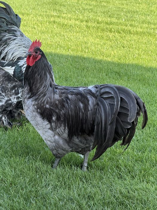 Schimb cocosi Australorp negru/albastru