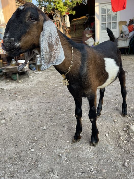 Vand tap anglonubian din parinti cu pedigree de slovacia