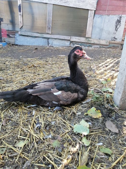 Rate mute ciocolatiu cu alb