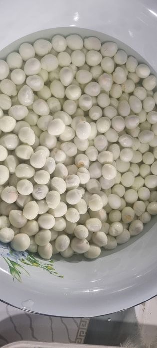 Bedana tuxum sotiladi