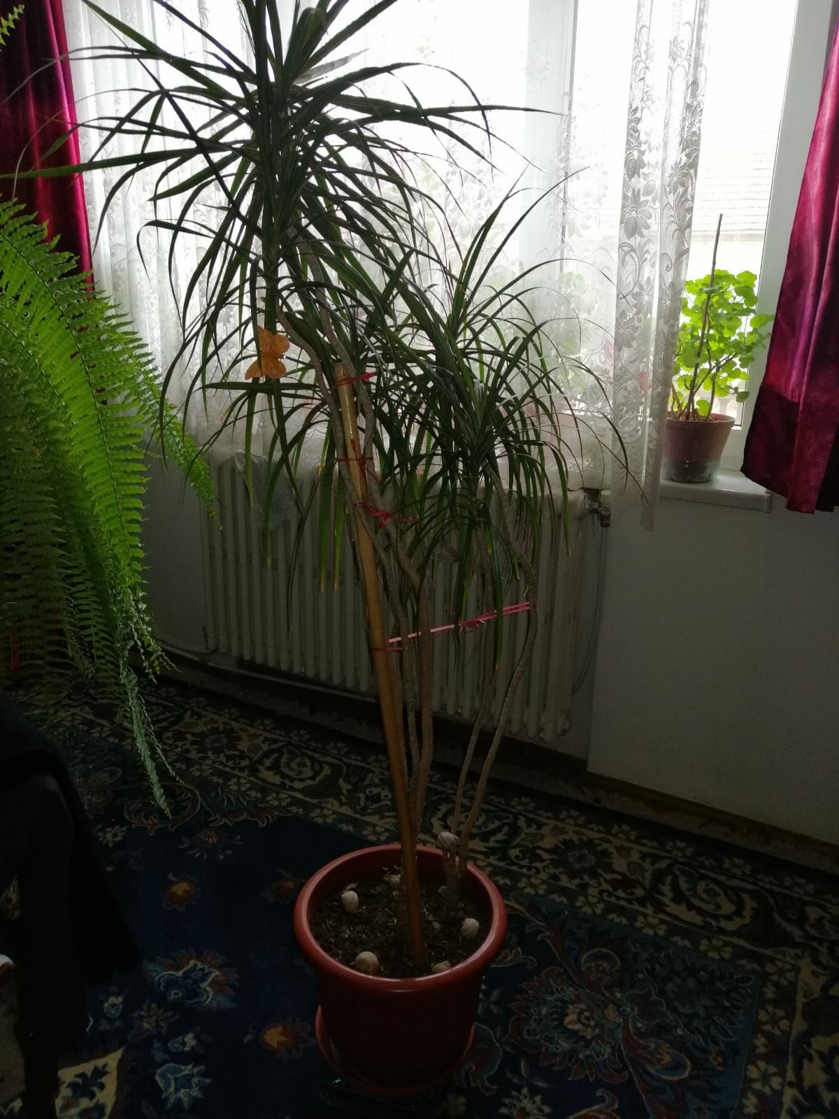 Dracaena  floare de cameră