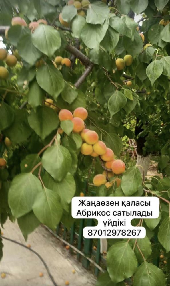 Абрикос домашний Өрік