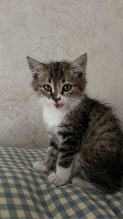 Котёнок бесплатно в добрые руки