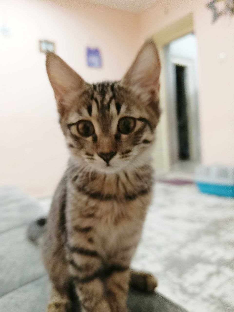 Котята девочки ищут хозяев
