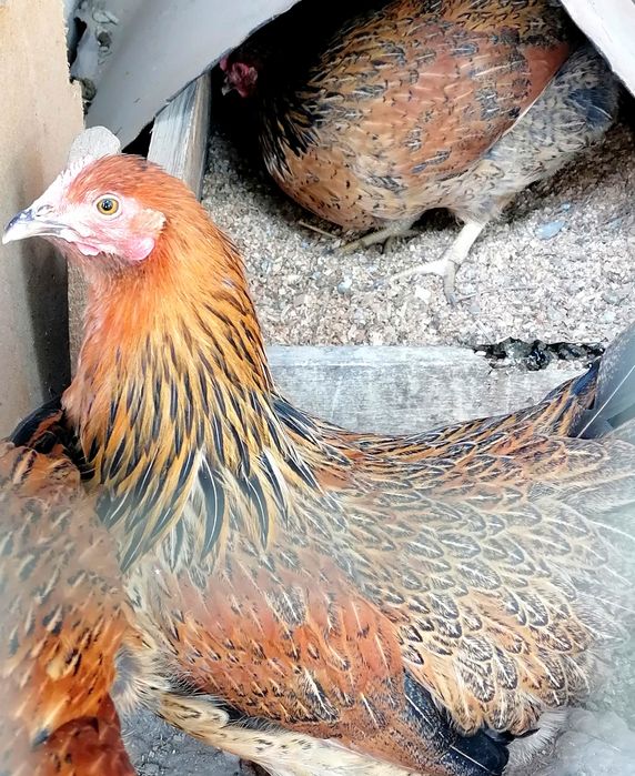 Домашние ,,яйца,,тухум!! 100% халял.халол