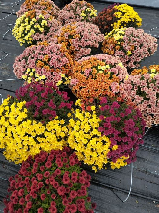 Crizanteme multiflora crizantemă