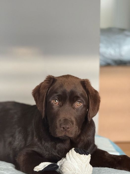 Labrador ciocolatiu Pedigree