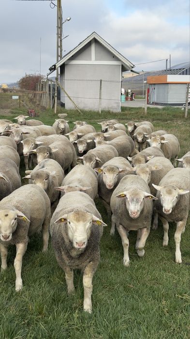 Berbeci Ile de France