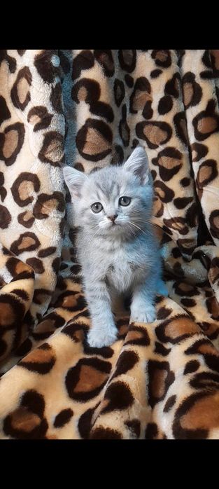 Шотландские котята