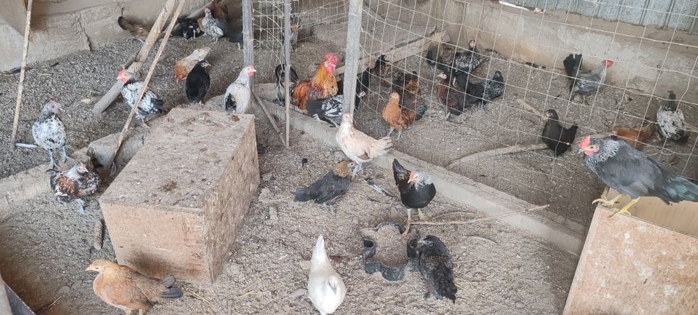 Urgent!!de vânzare puicuțe pitice