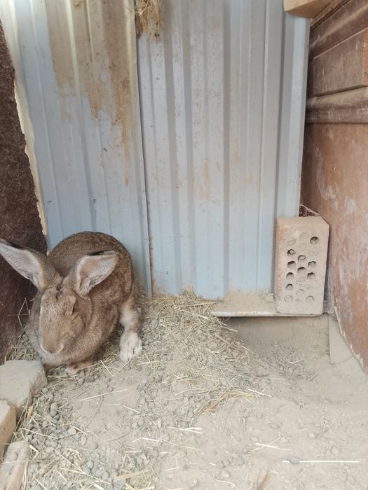 Velikan ona quyon sotiladi