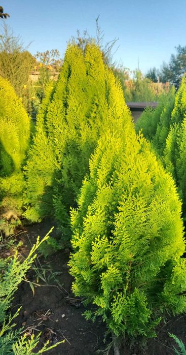 Plante ornamentale Seini/ leylandi