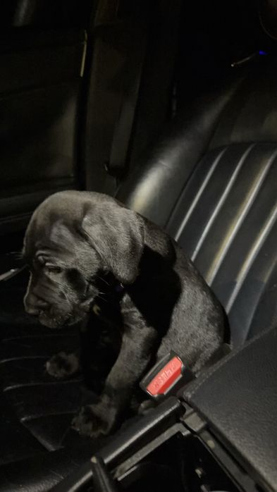 Женско кане-корсо