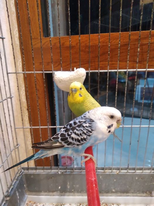 Valnistiy papugay 1 taşı mazayka 2 maladoy qafasi bilan