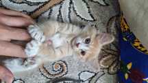 Scottish fold mushuk