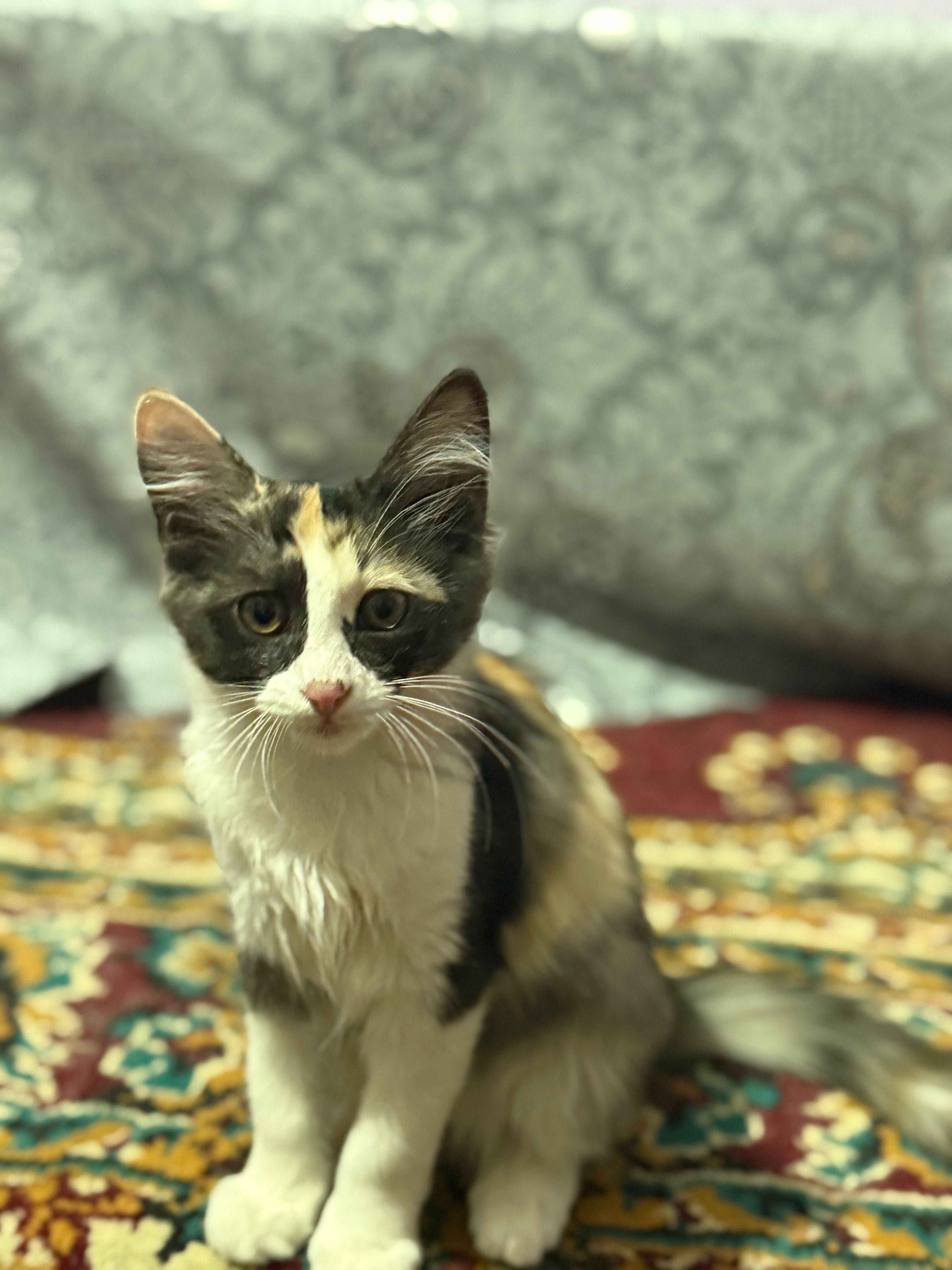 Отдам котят в добрые руки