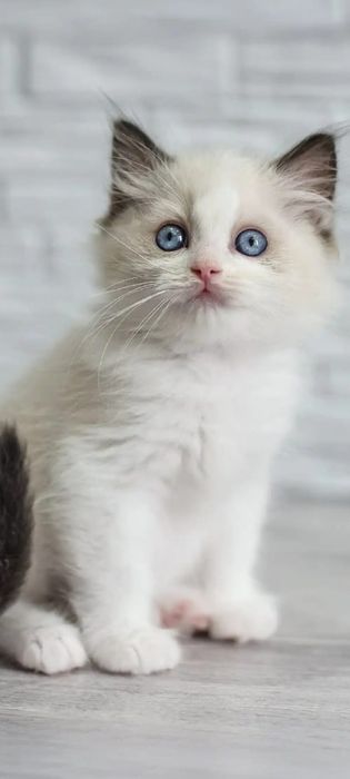 Pisoi din rasa ragdoll