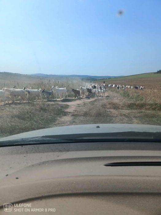 Vand capre foarte bune