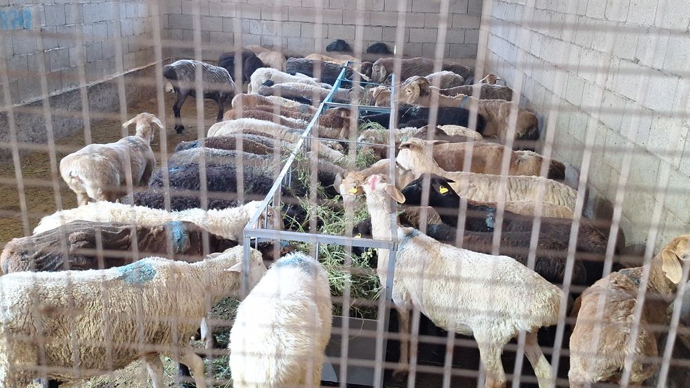 Кой Бараны токтушки продаётся Г.АЛМАТЫ