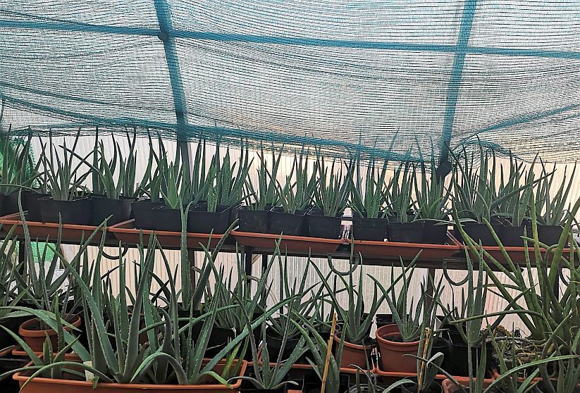 Set 2 pui Aloe vera Aloe barbadensis Miller 1,5 ani