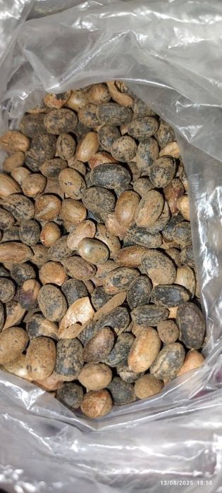 Misrdan keltirilgan dori.  Gijjalarga qarshi  judayam samarali