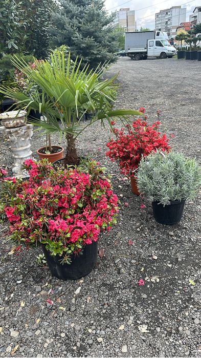 Spiral Tuia PonPon Magnolia Grandiflora Palmier Trachycarpus brazi etc