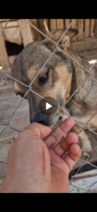 Ищу собаку кандешка