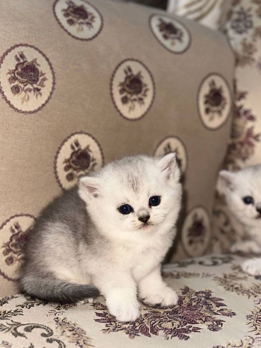 Чистокровные Британские котята, возраст 2 месяца