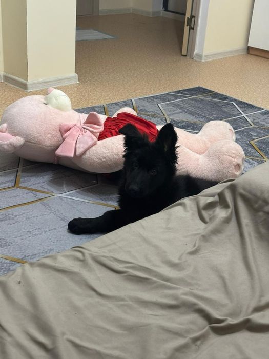 Прожам щенка черной немецкой овчарки