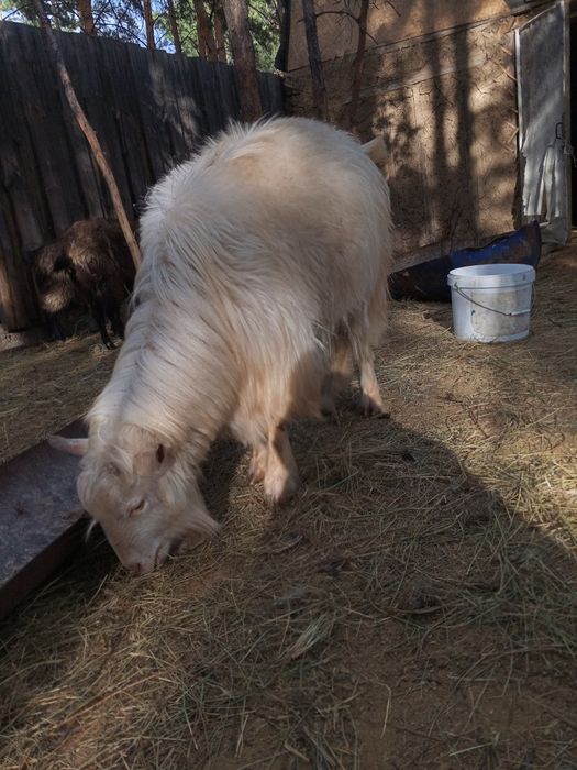 Продаю козла – белый, крупный, 1,4 год