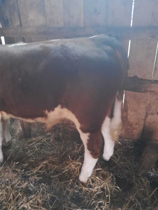 Vând șapte bucăți animale