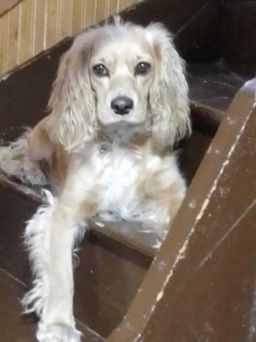 Продавам кокер шпаньол