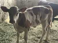 Vand 4 taurasi de rasa de carne