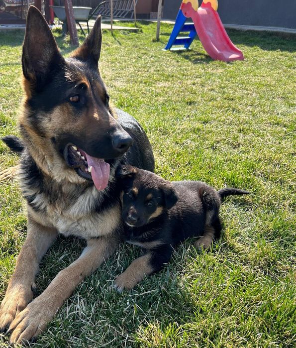 Ciobanesc german(câine lup)