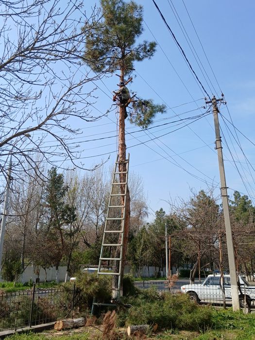 Дарахт Кесиш.Спиль.Деревьев.Обреска.Кустарники