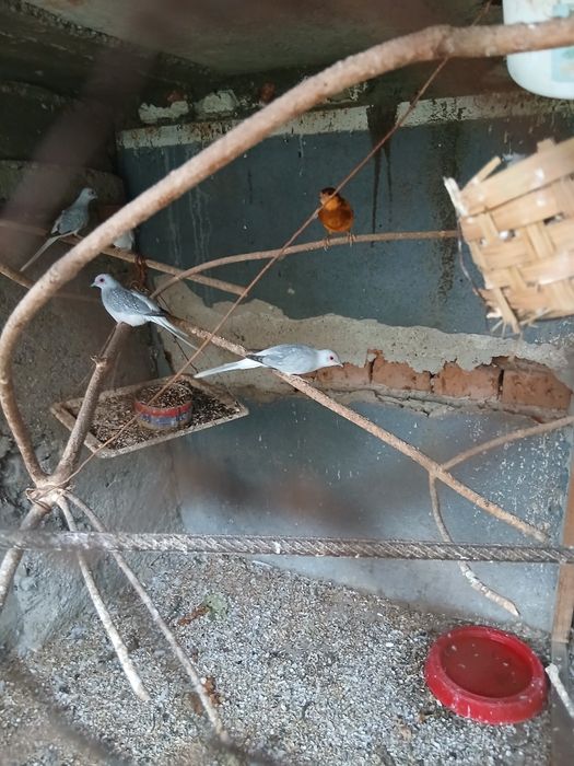 Диамантени гугутки