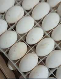 Гусиные яйца - линда
