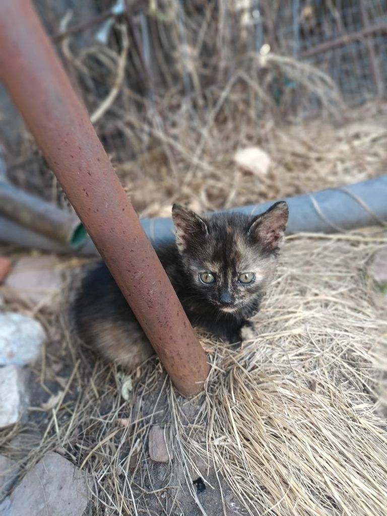 Подарявам котенца