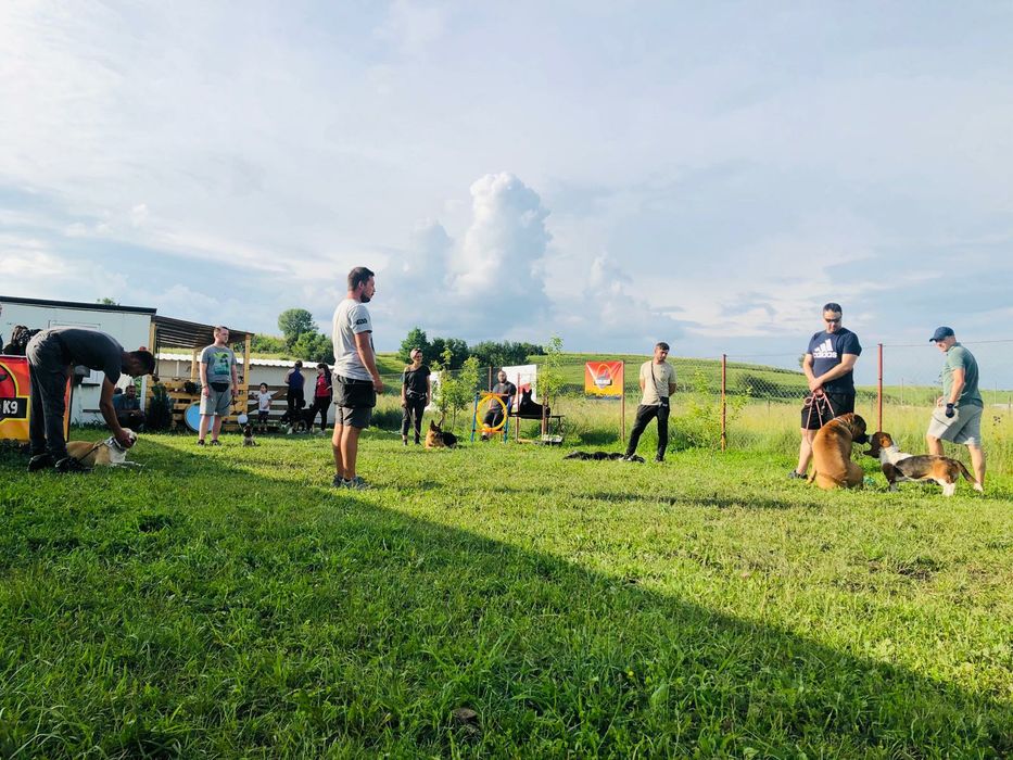 Dresaj canin în grup