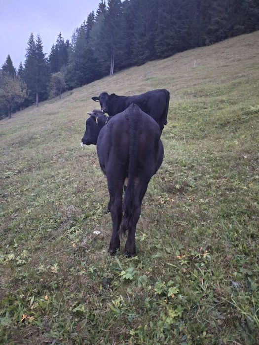 Vând junincă de 1 an și 3 luni