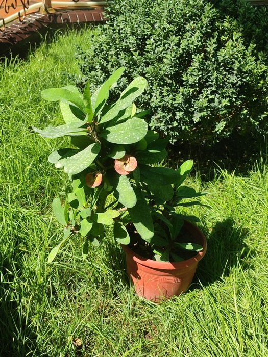 Срочно продам цветы