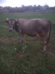 Vaca de 6 ani gestanta
