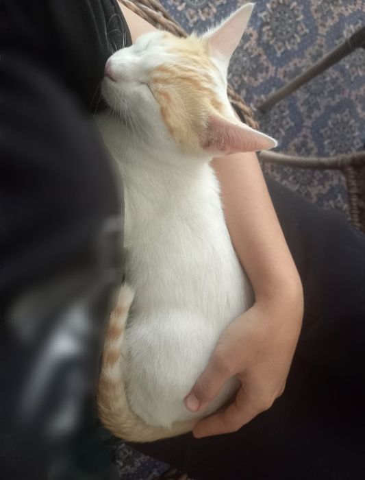 Mushuk yo‘qoldi, yordam berib yuborilar iltimos.