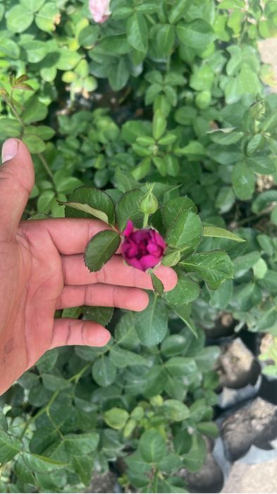 Atirgul kochatlari саженцы Розы