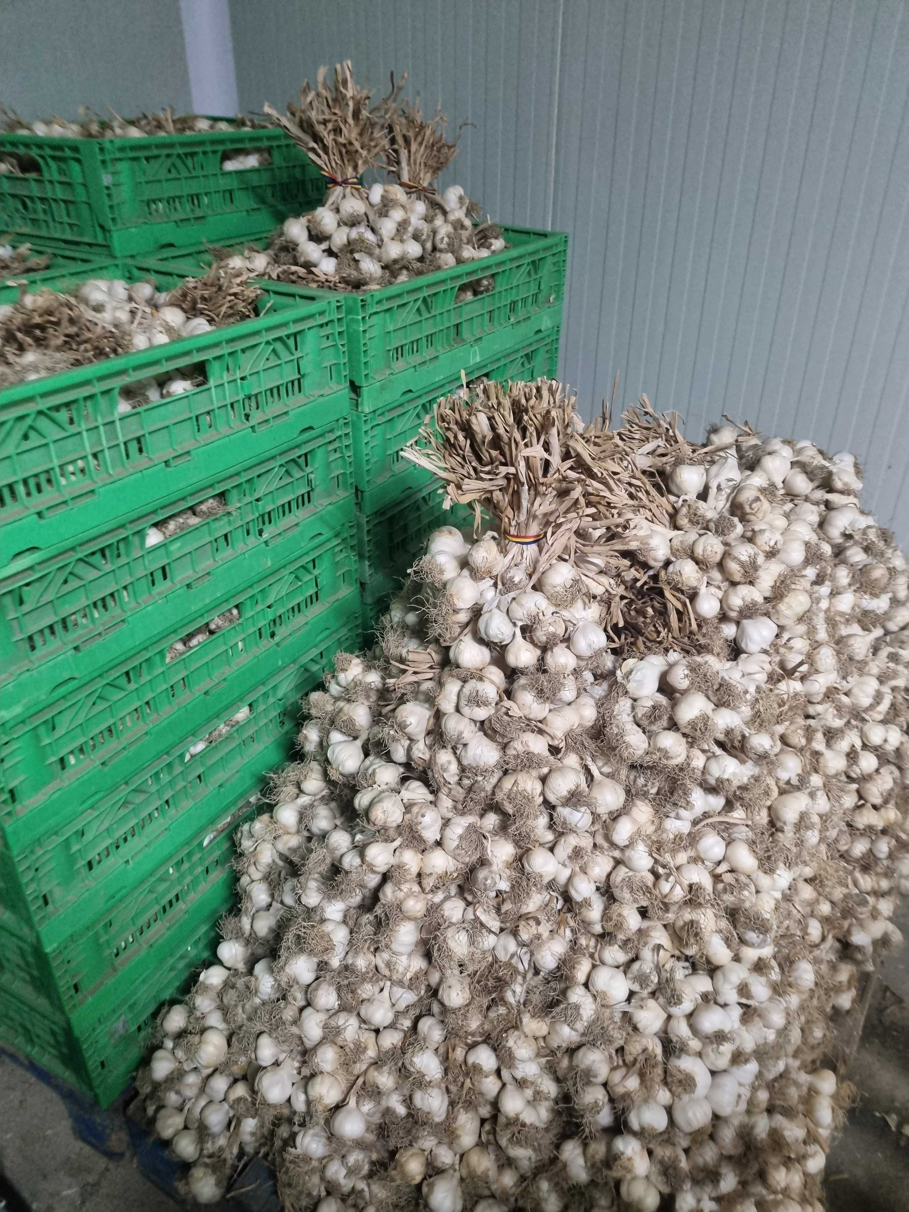 Usturoi Romanesc de primavara